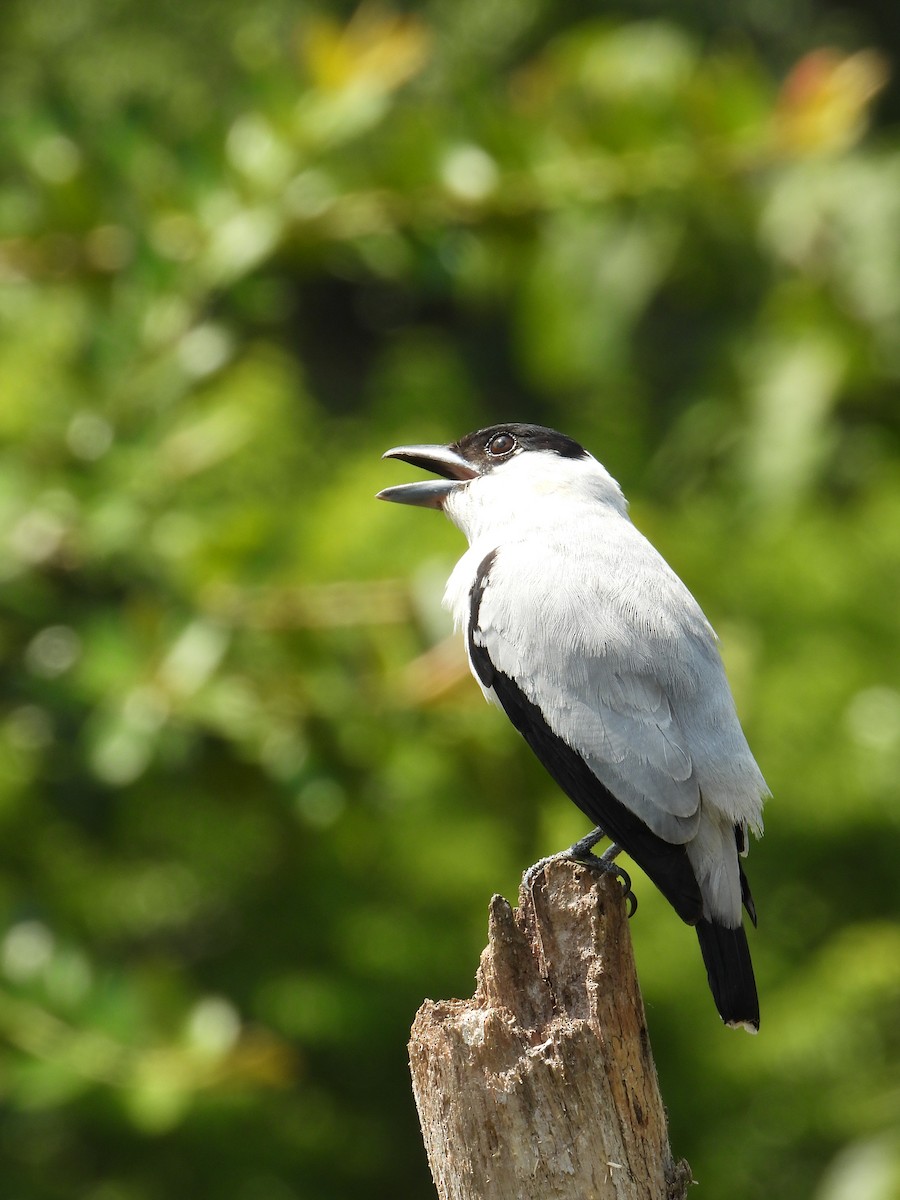 Black-crowned Tityra - Juan Carlos Melendez