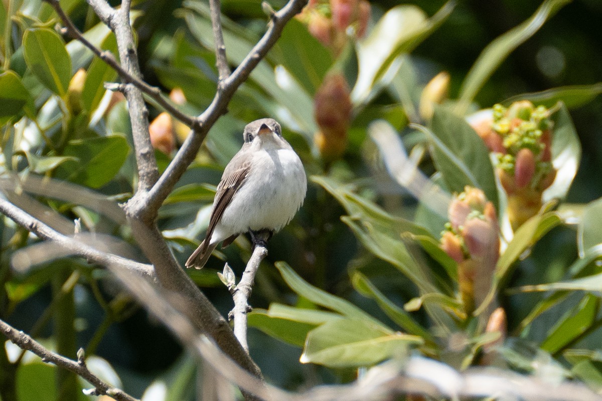 Asian Brown Flycatcher - Fran Kim