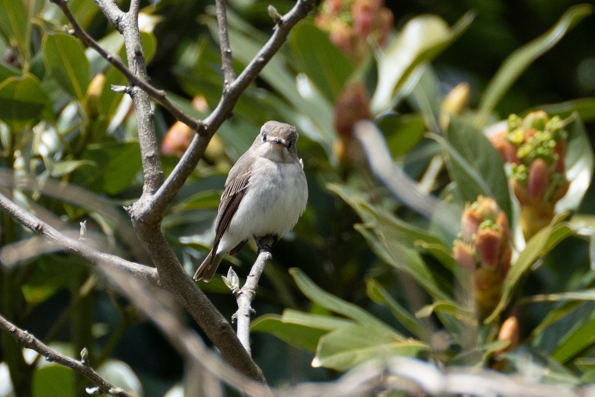 Asian Brown Flycatcher - Fran Kim