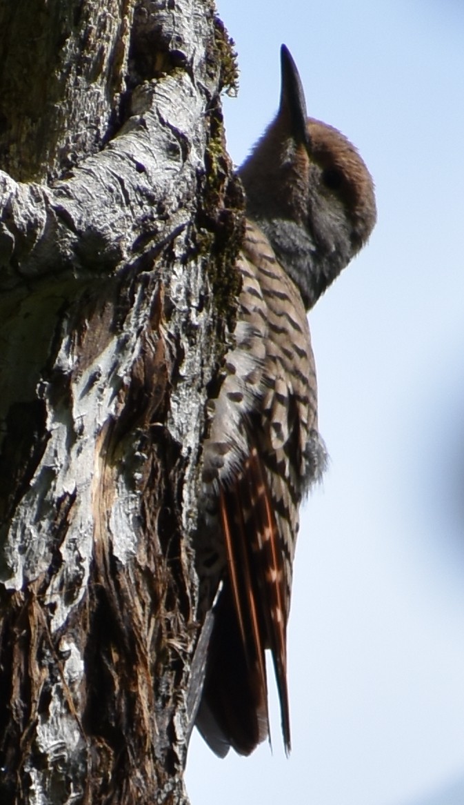 Northern Flicker (Yellow-shafted x Red-shafted) - Tser Supalla