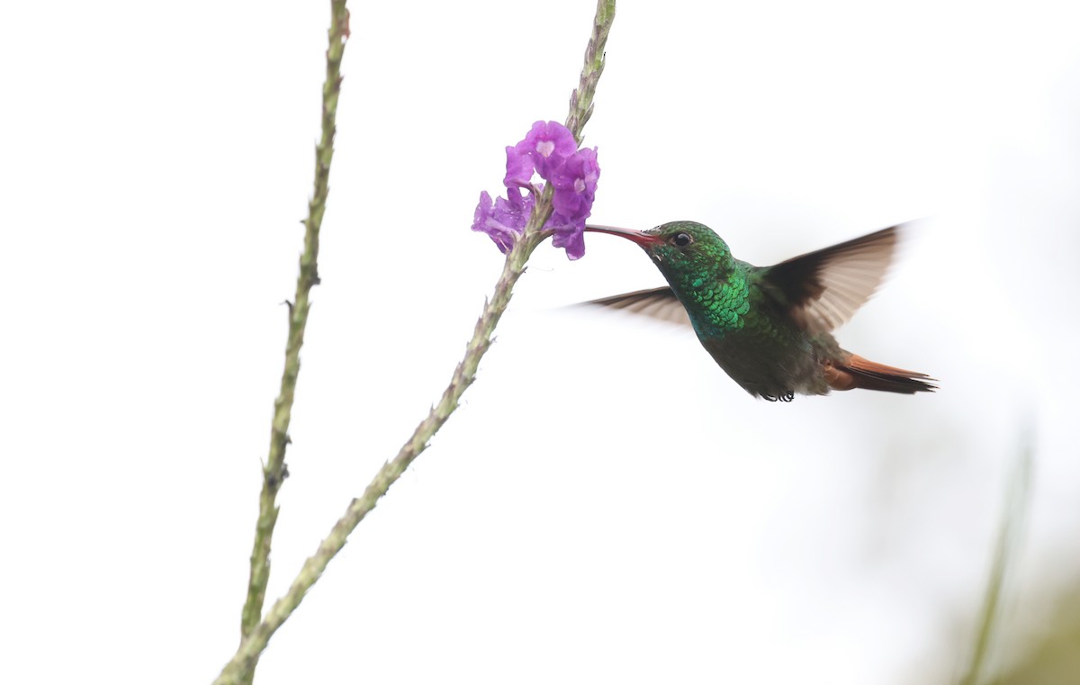 Rufous-tailed Hummingbird - Andy Gee