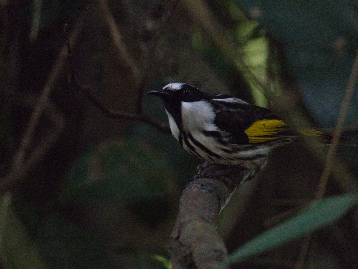 White-cheeked Honeyeater - Helen Leonard