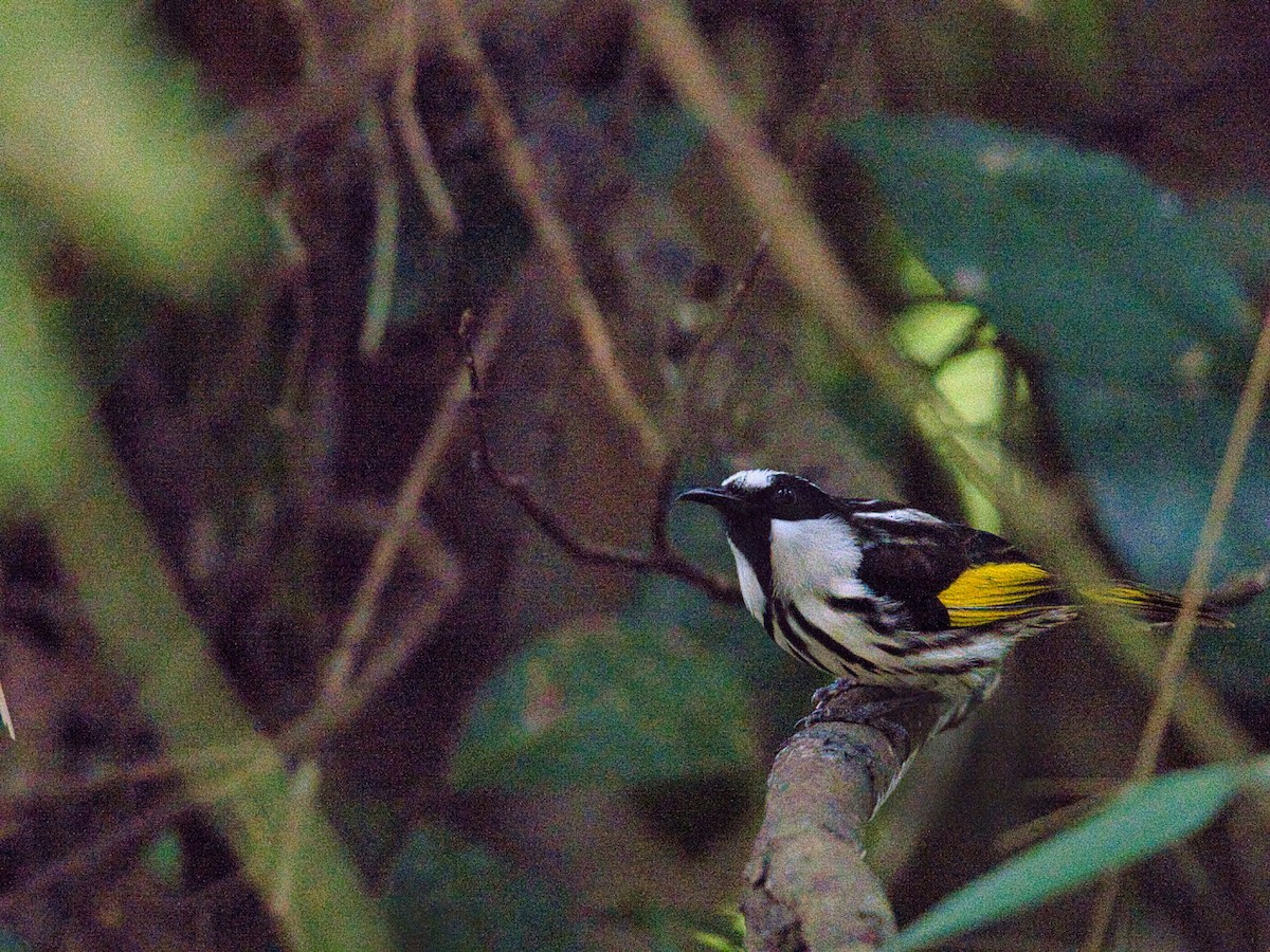 White-cheeked Honeyeater - Helen Leonard