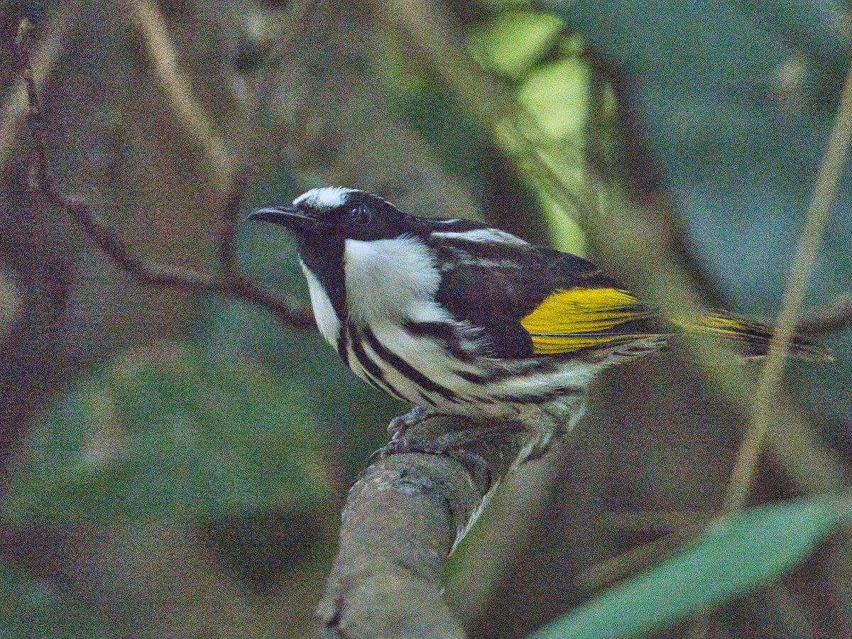 White-cheeked Honeyeater - Helen Leonard