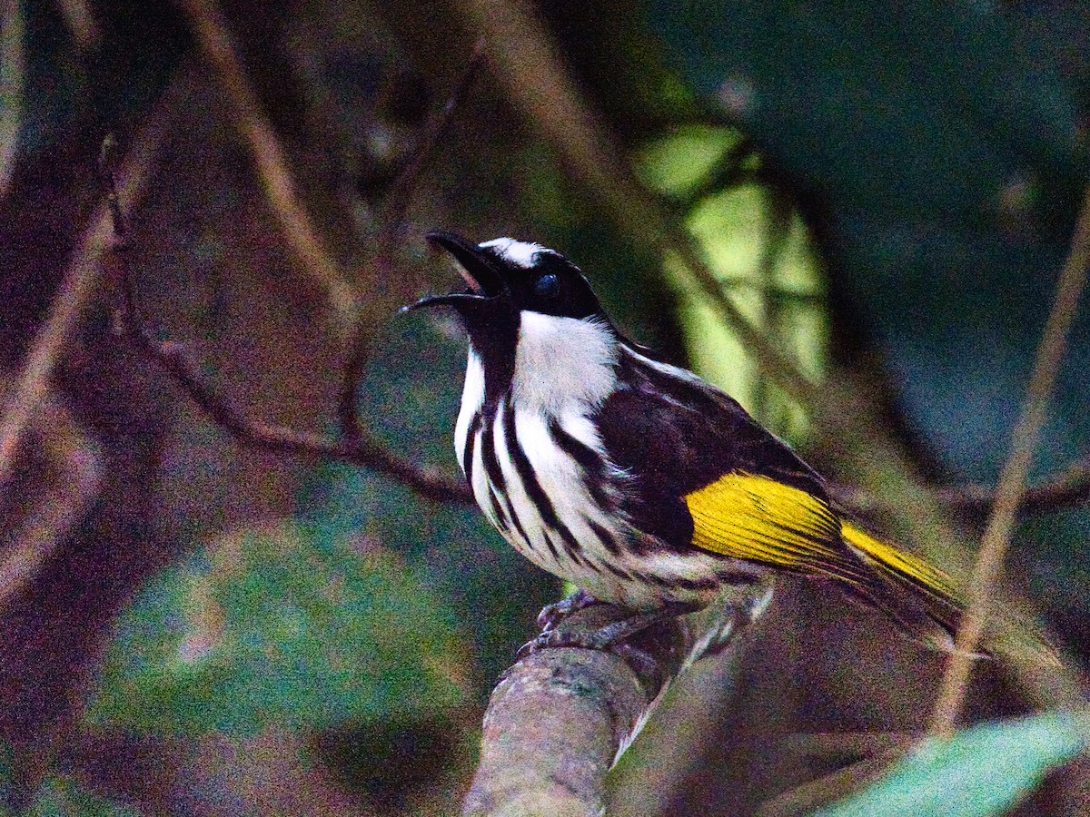 White-cheeked Honeyeater - ML619662047