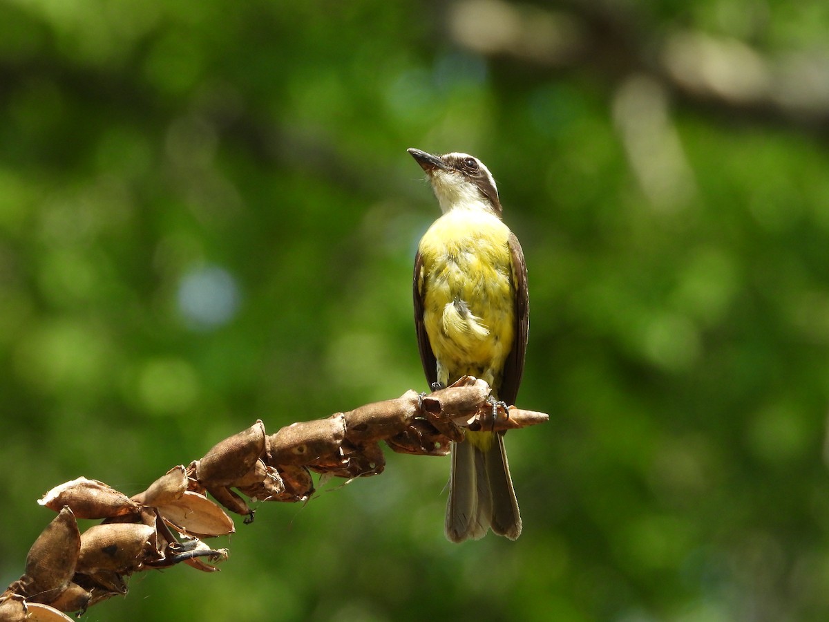 White-ringed Flycatcher - ML619662048