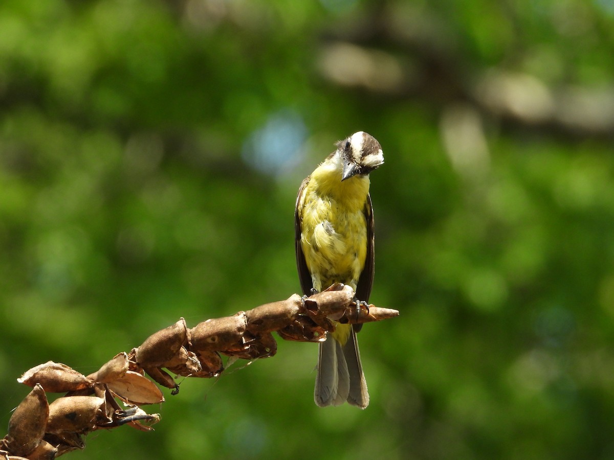 White-ringed Flycatcher - Juan Carlos Melendez