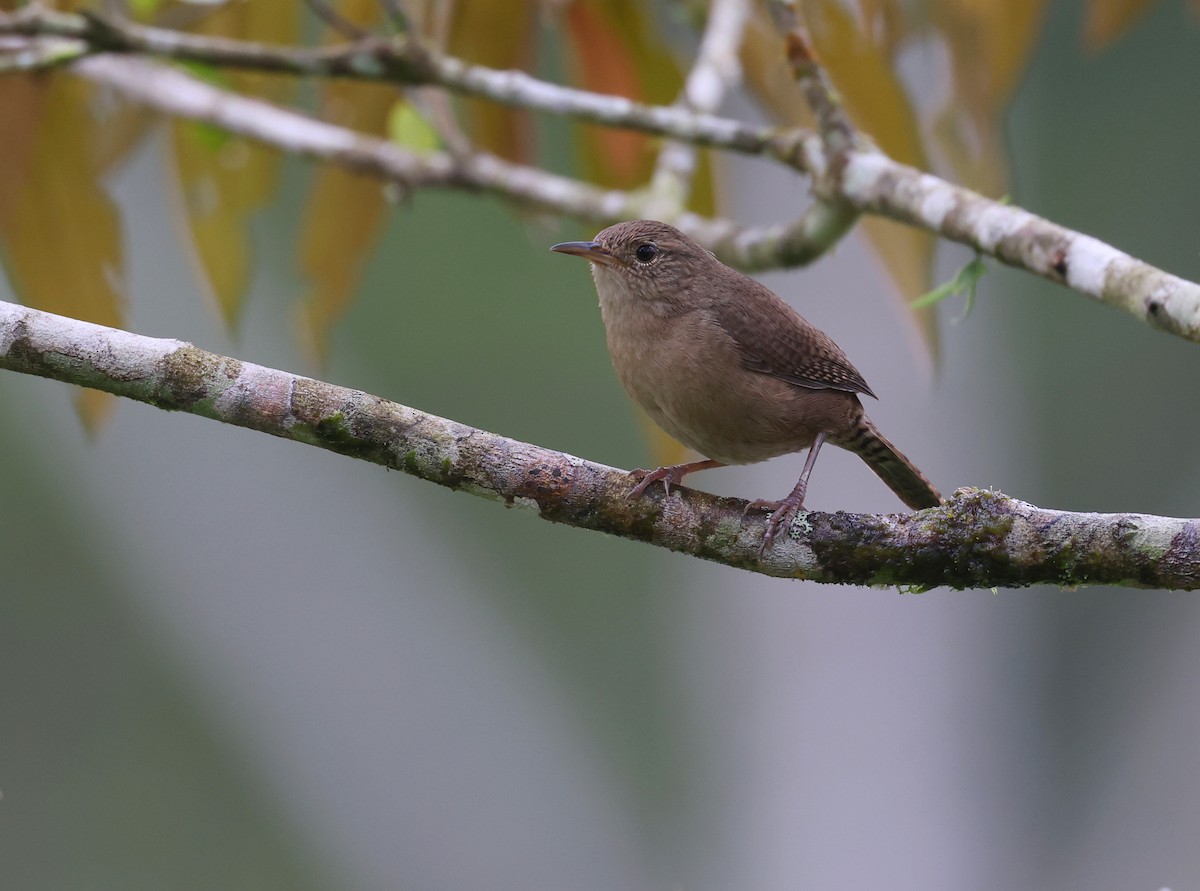 House Wren - Andy Gee