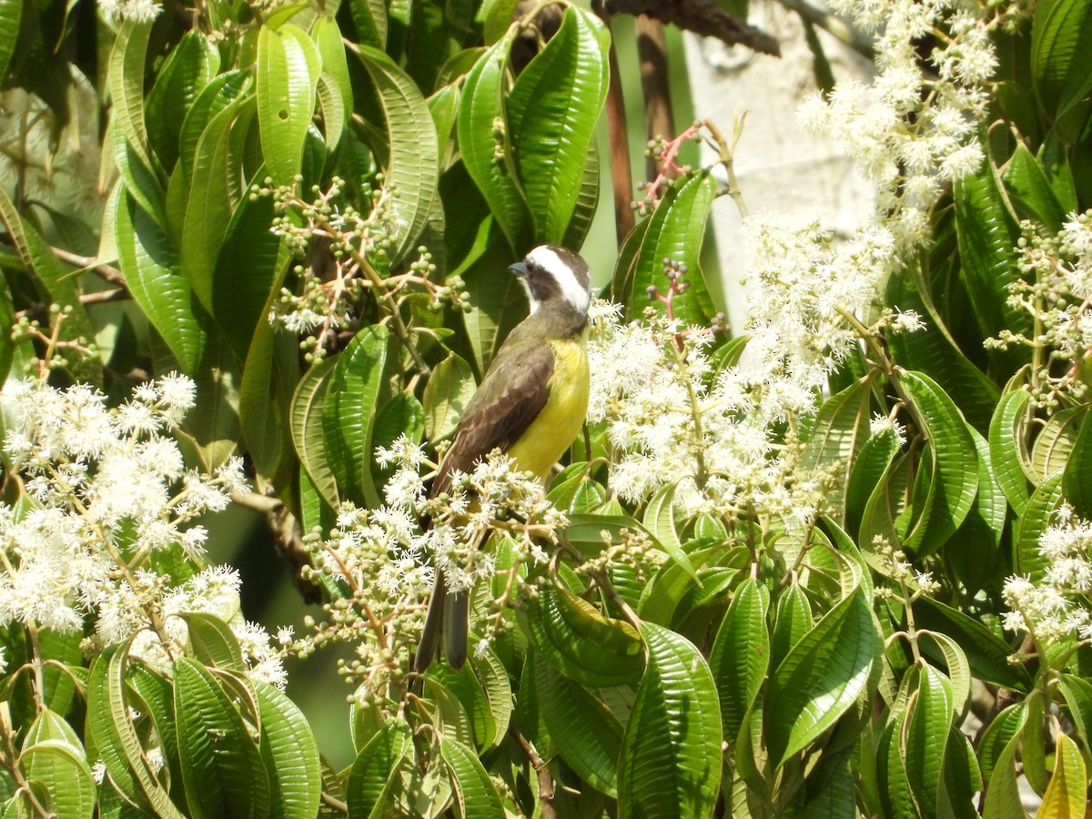 White-ringed Flycatcher - Juan Carlos Melendez