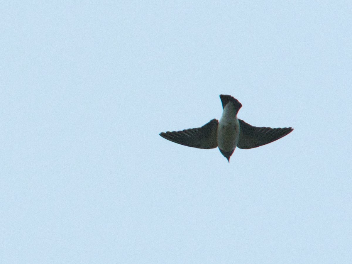 White-breasted Woodswallow - Helen Leonard