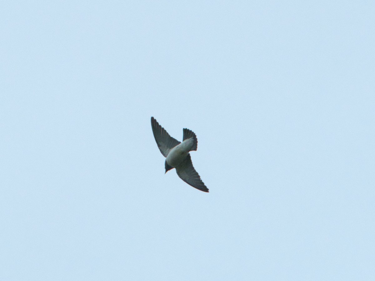 White-breasted Woodswallow - Helen Leonard