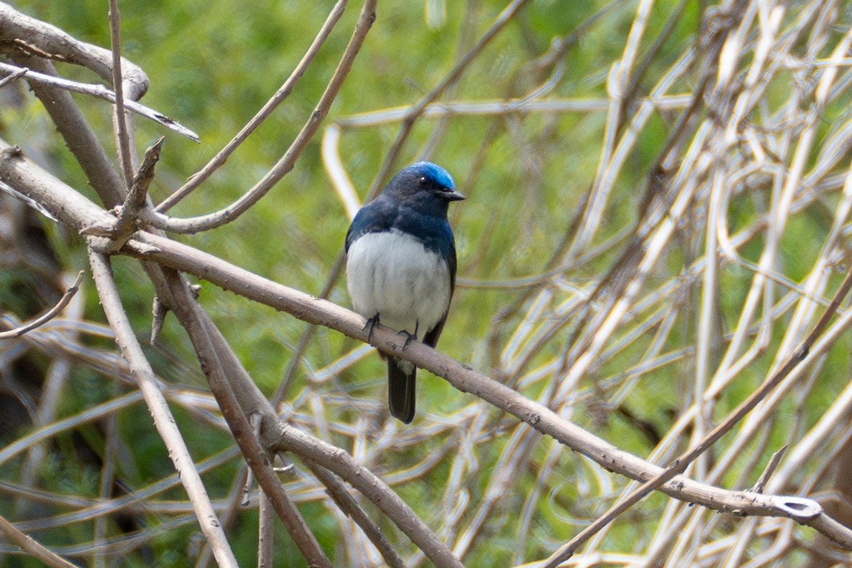 Blue-and-white Flycatcher - Fran Kim