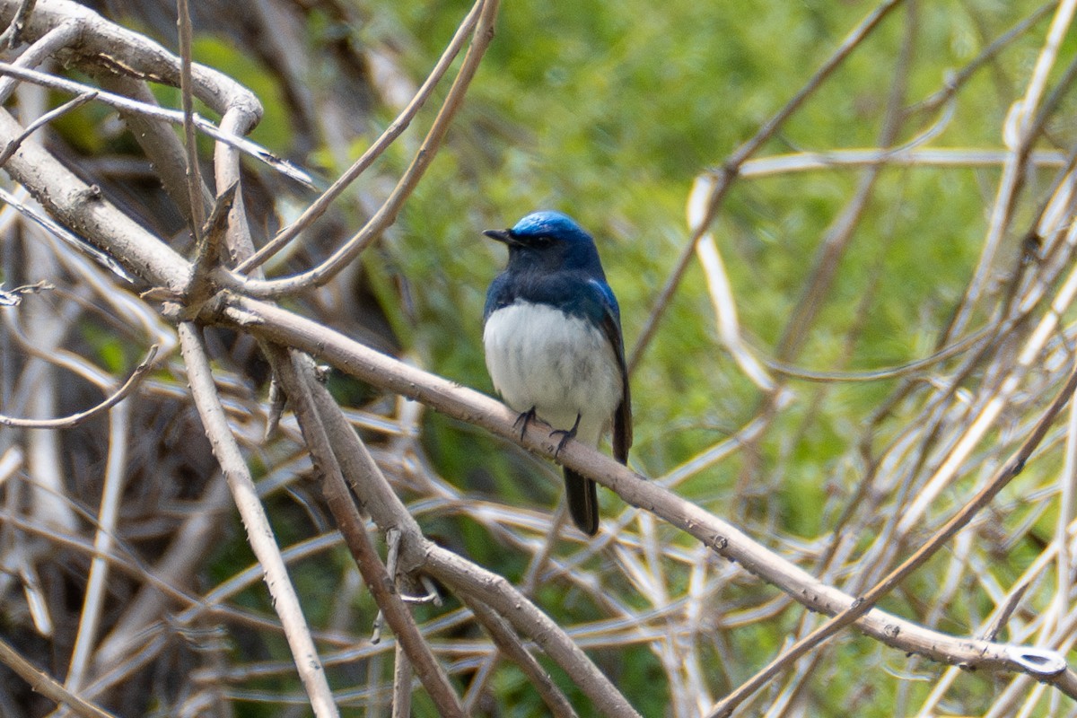 Blue-and-white Flycatcher - Fran Kim