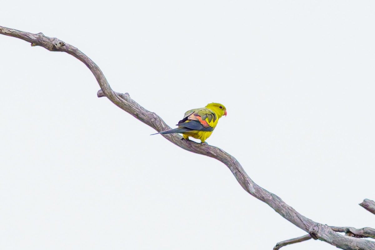 Regent Parrot - ML619662064