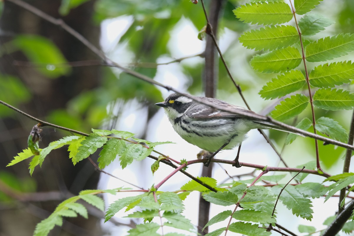 Black-throated Gray Warbler - Alex Leeder