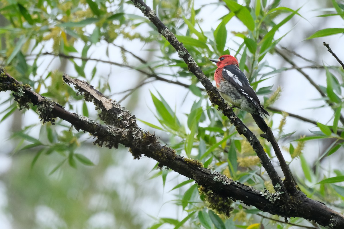 Red-breasted Sapsucker - ML619662070