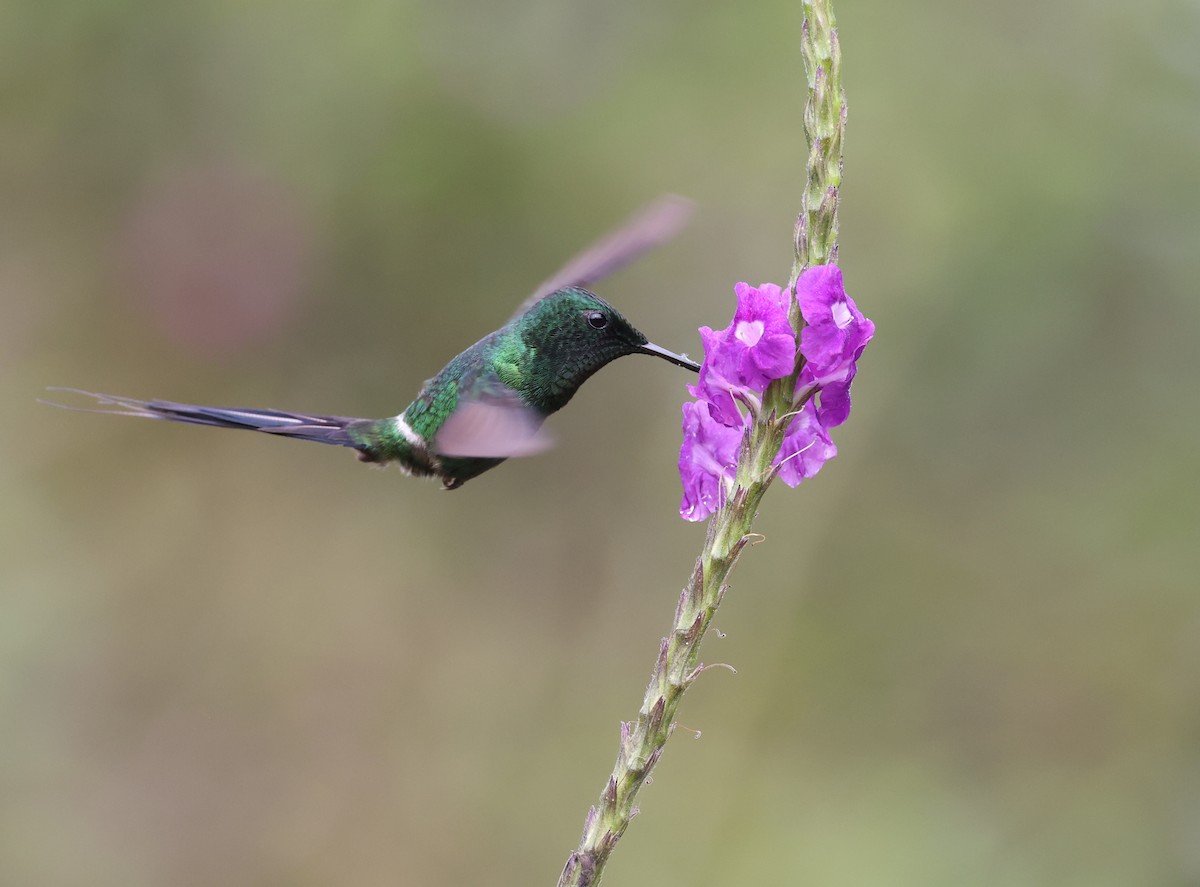 Green Thorntail - Andy Gee