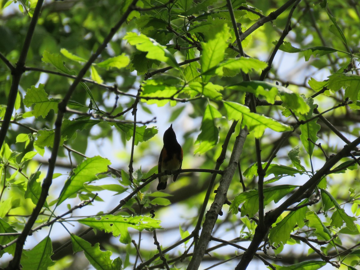 American Redstart - Christine W.