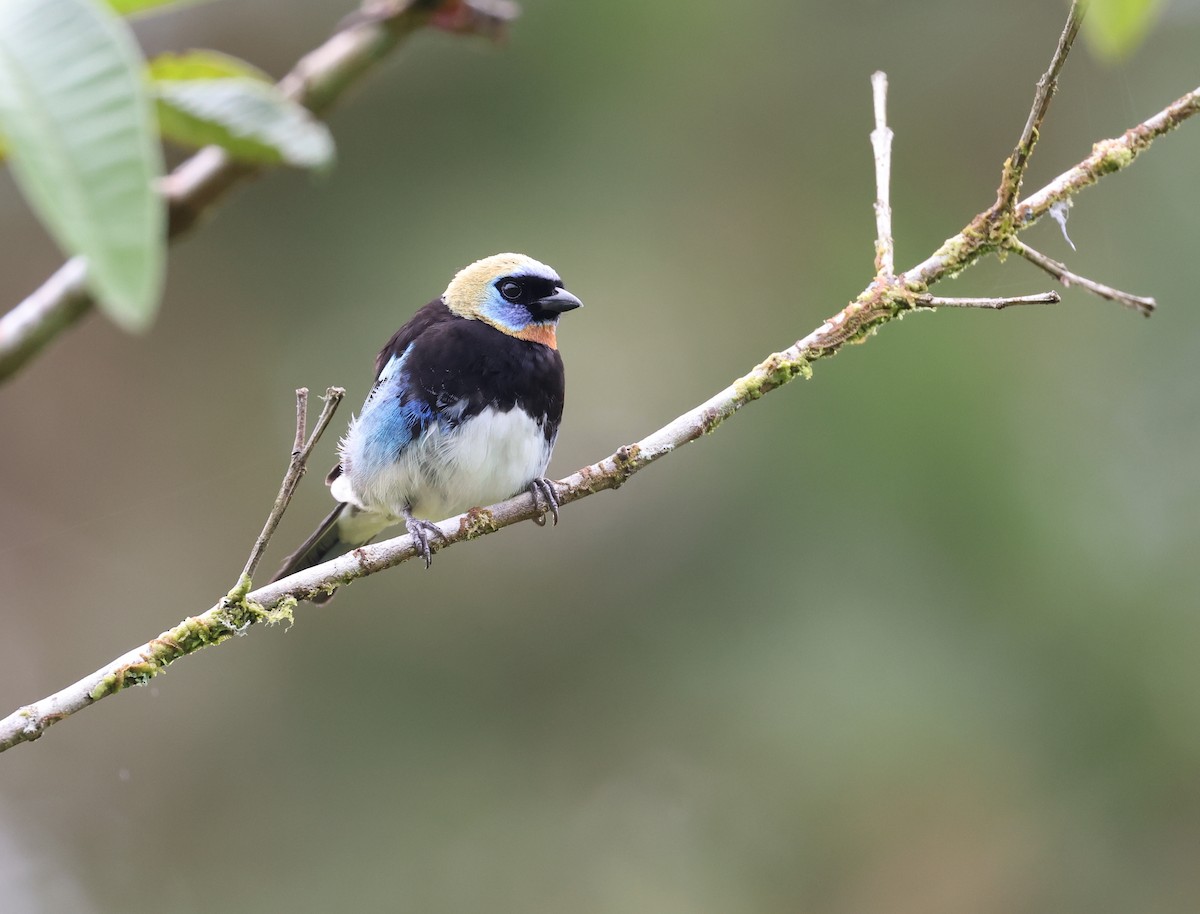Golden-hooded Tanager - Andy Gee