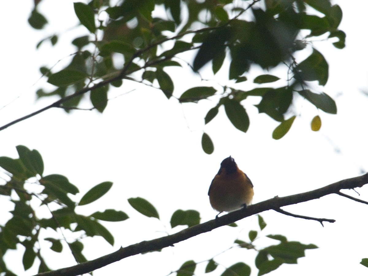 Spectacled Monarch - Helen Leonard