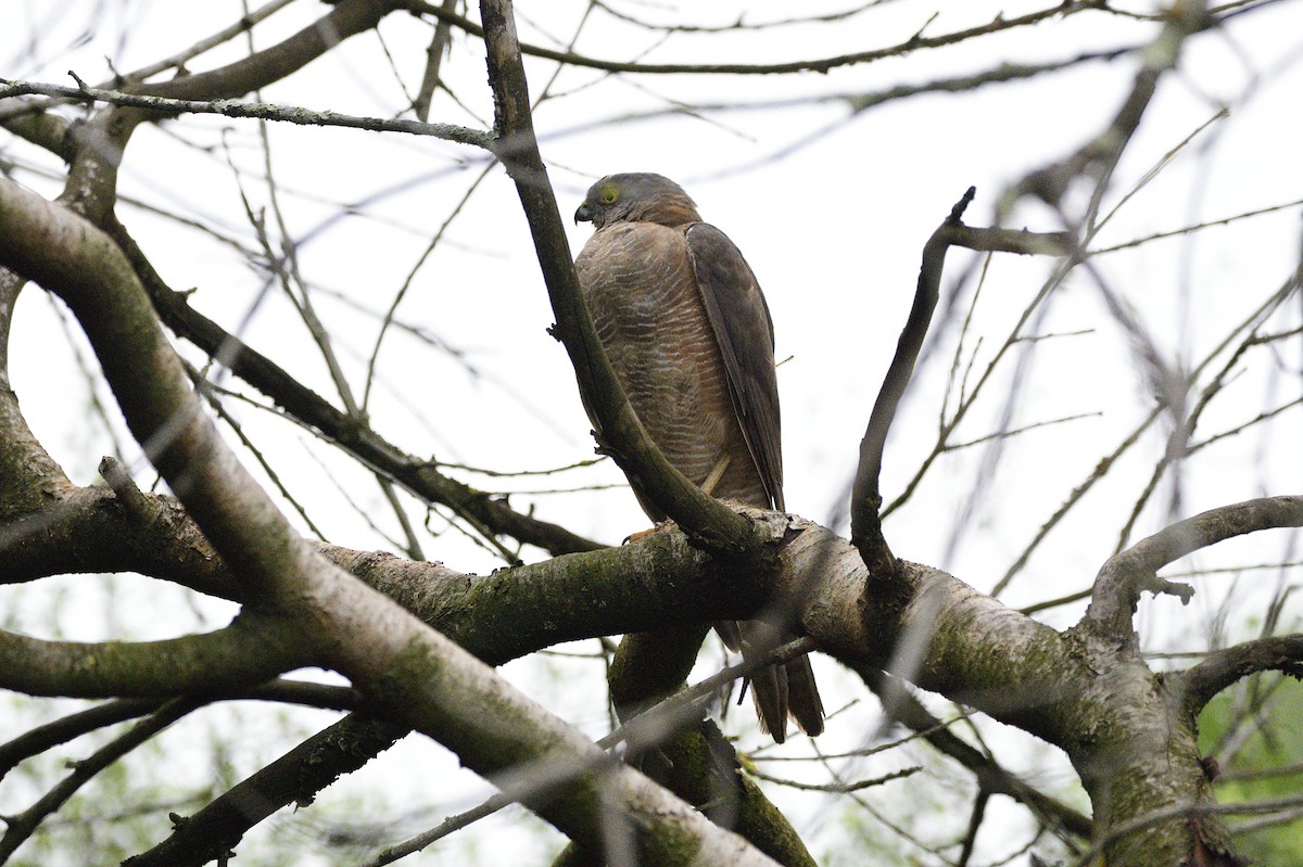 Collared Sparrowhawk - Ken Crawley