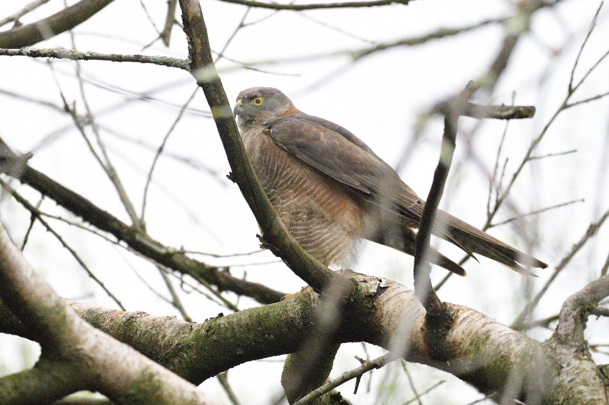 Collared Sparrowhawk - Ken Crawley