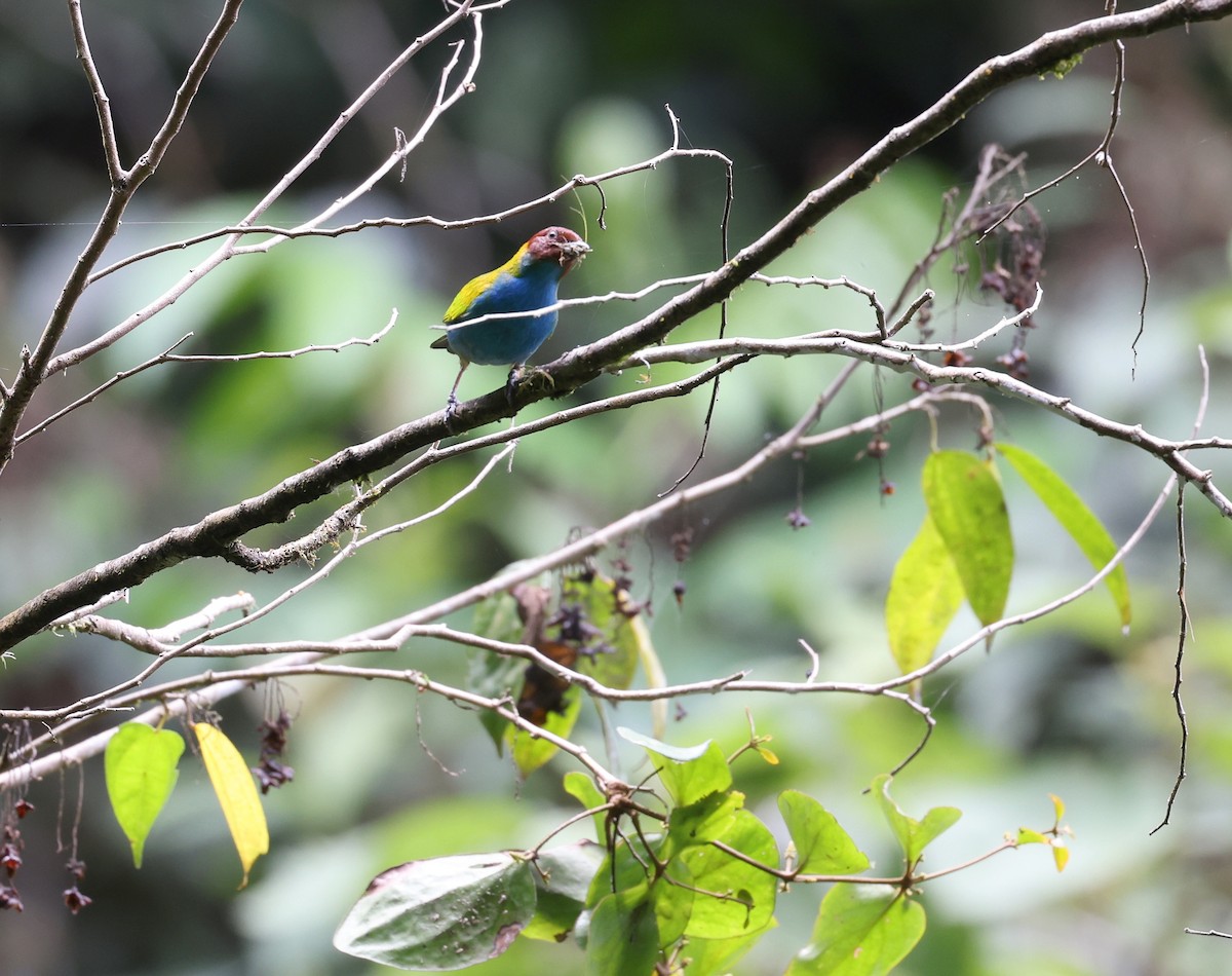 Bay-headed Tanager - Andy Gee