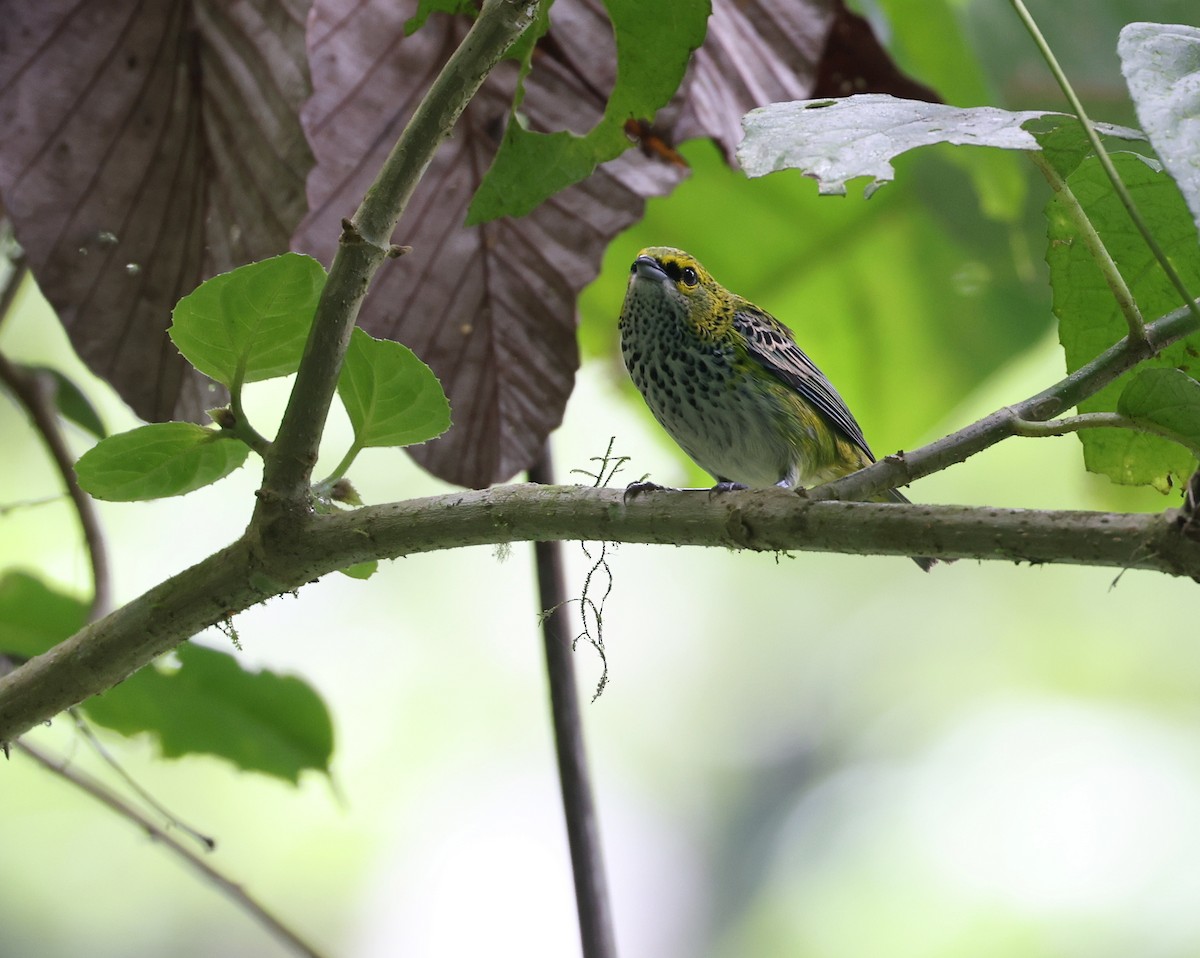 Speckled Tanager - Andy Gee