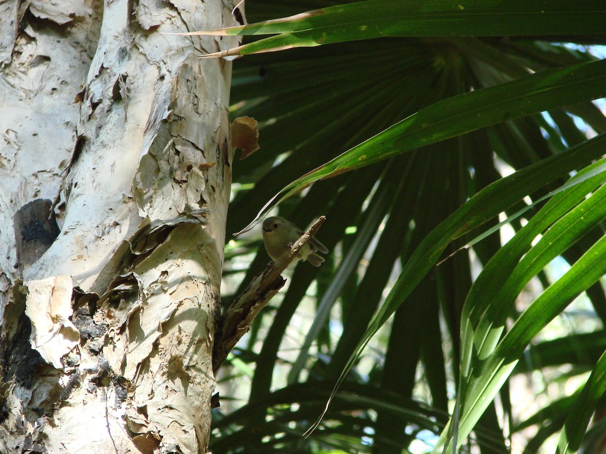 Large-billed Scrubwren - Andrew Bishop