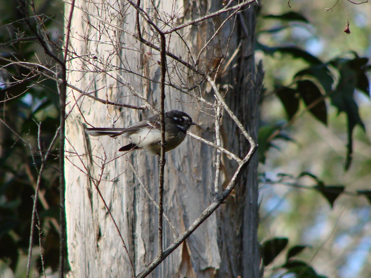 Gray Fantail - Andrew Bishop