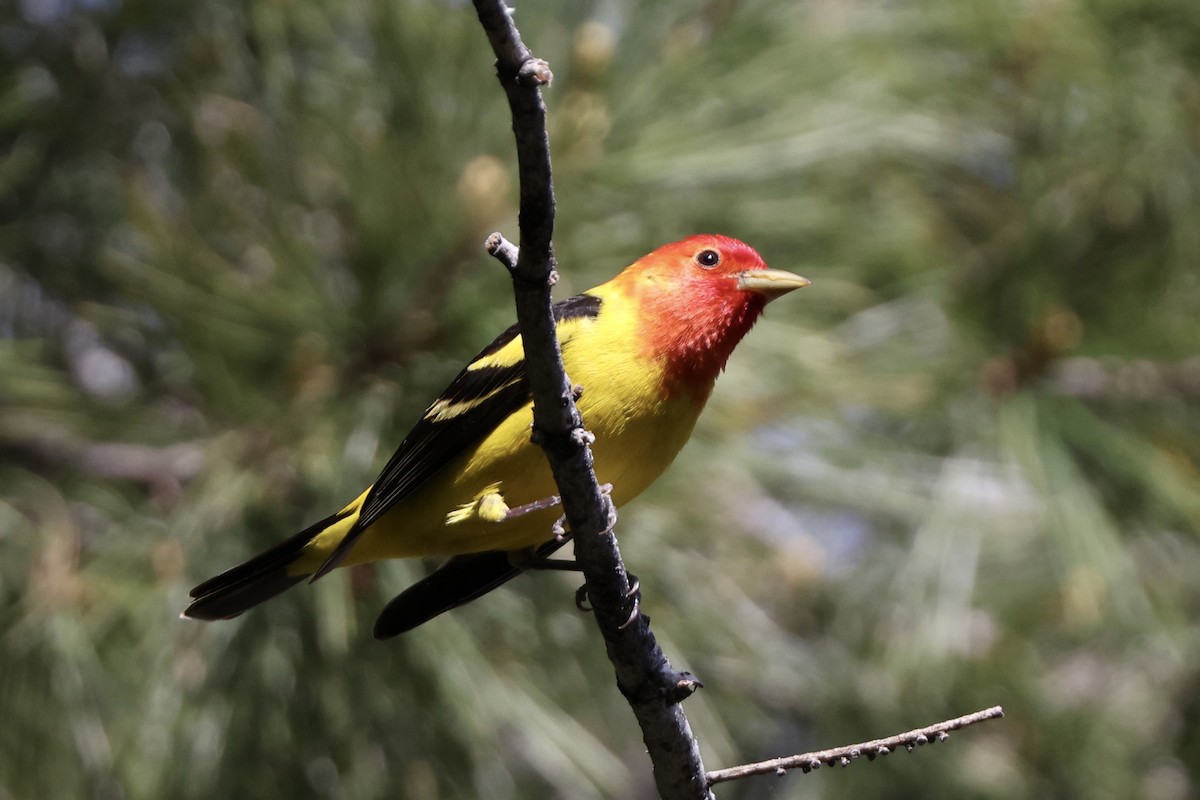 Western Tanager - Alice Church