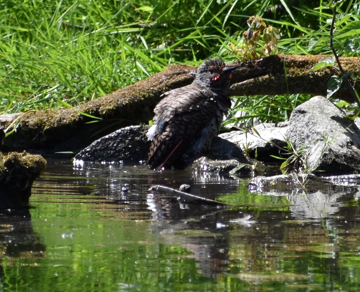 Northern Flicker (Red-shafted) - Tser Supalla