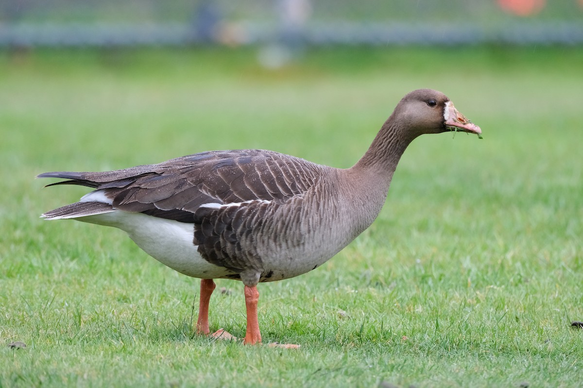 Greater White-fronted Goose - ML619662109