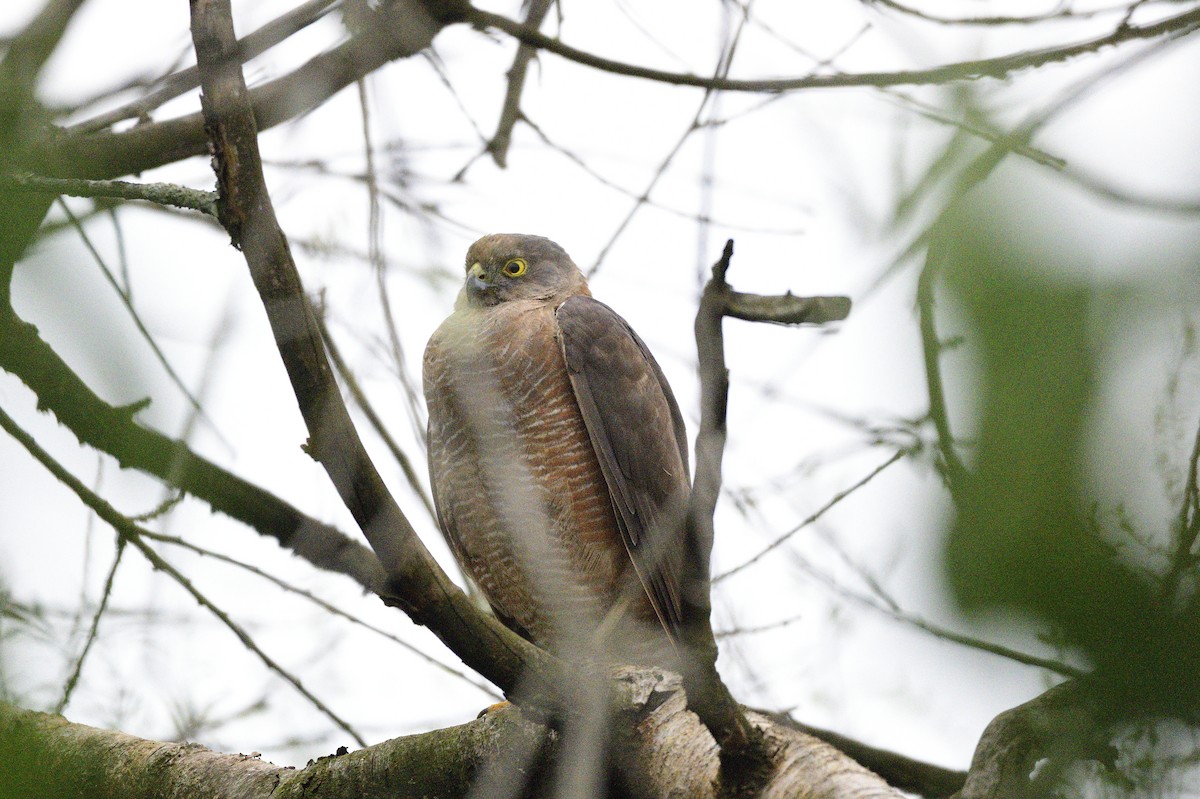 Collared Sparrowhawk - Ken Crawley