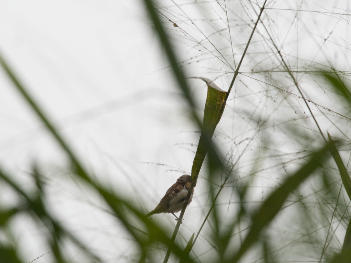 Chestnut-breasted Munia - Helen Leonard