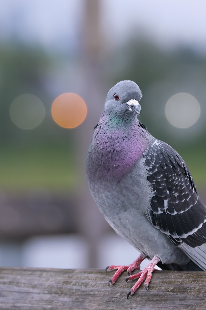 Rock Pigeon (Feral Pigeon) - ML619662119