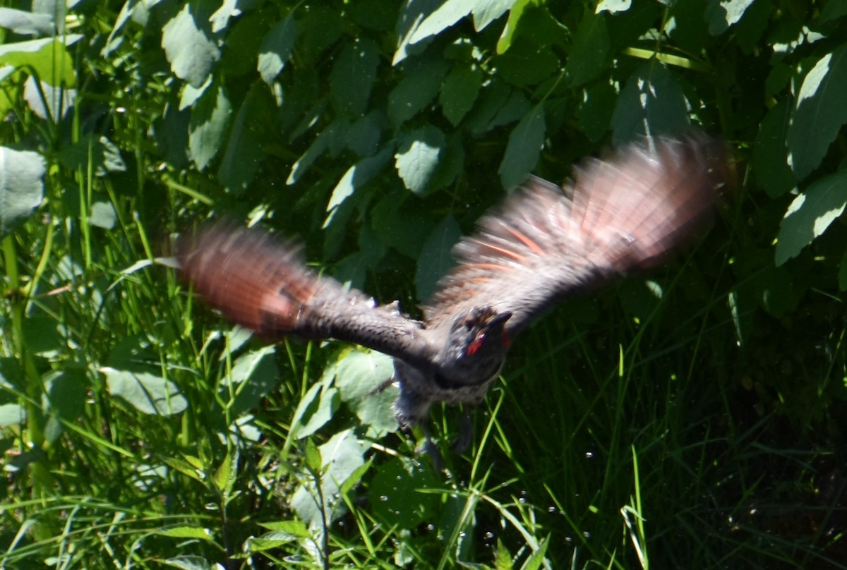 Northern Flicker (Red-shafted) - Tser Supalla