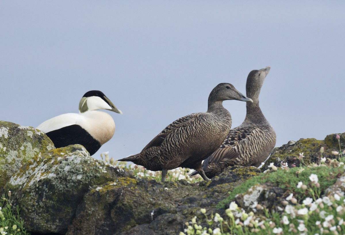 Common Eider - Mark Lewis