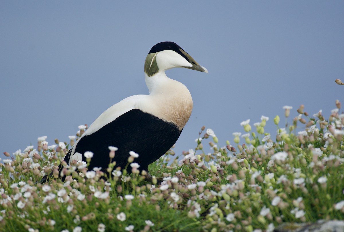 Common Eider - Mark Lewis