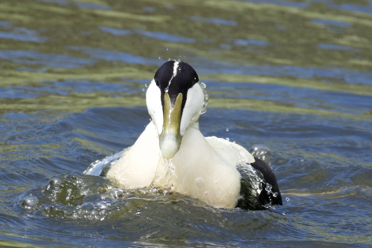 Common Eider - Mark Lewis