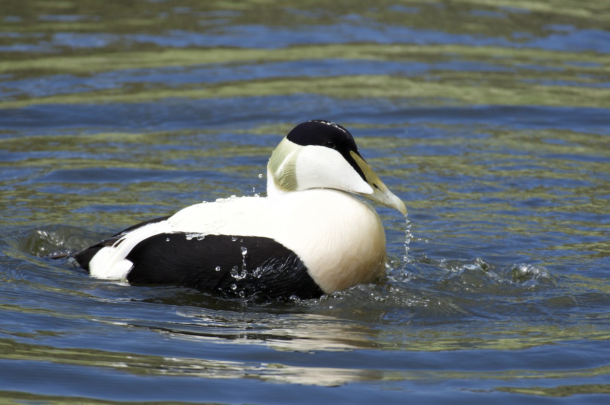 Common Eider - Mark Lewis