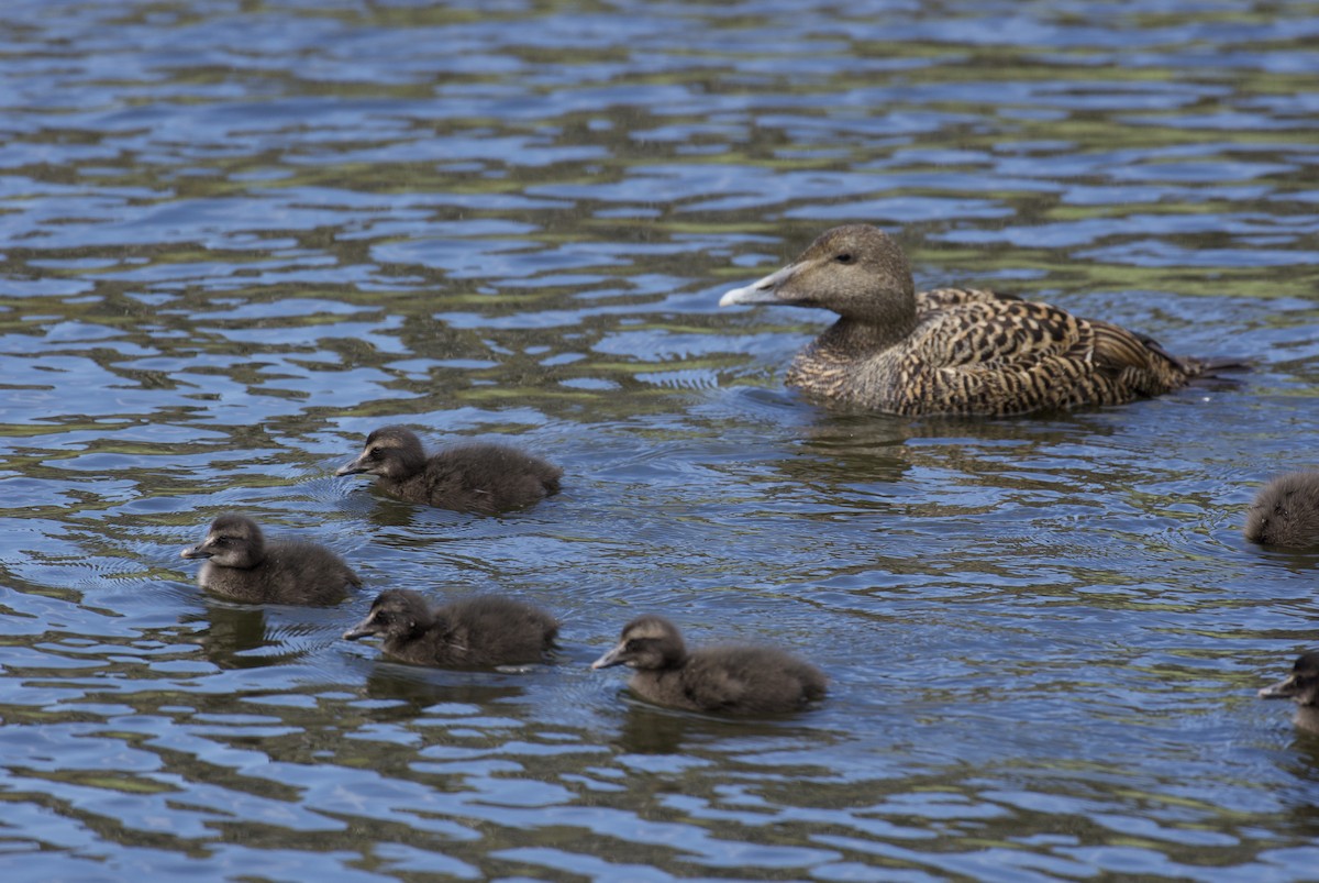 Common Eider - ML619662140