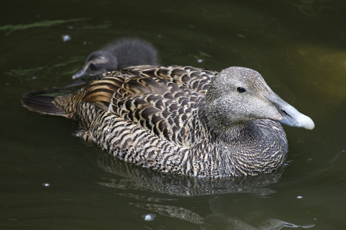 Common Eider - ML619662141