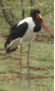 Saddle-billed Stork - Michael Grunwell