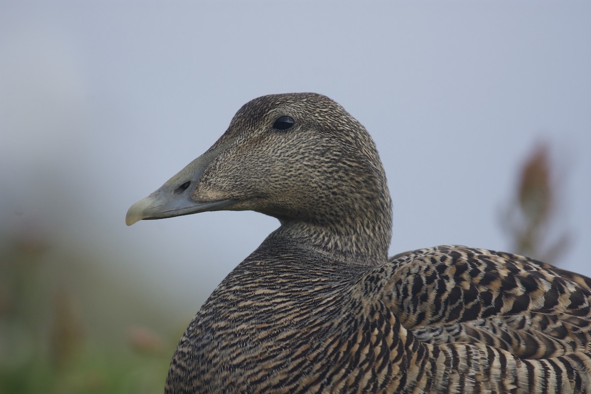 Common Eider - Mark Lewis