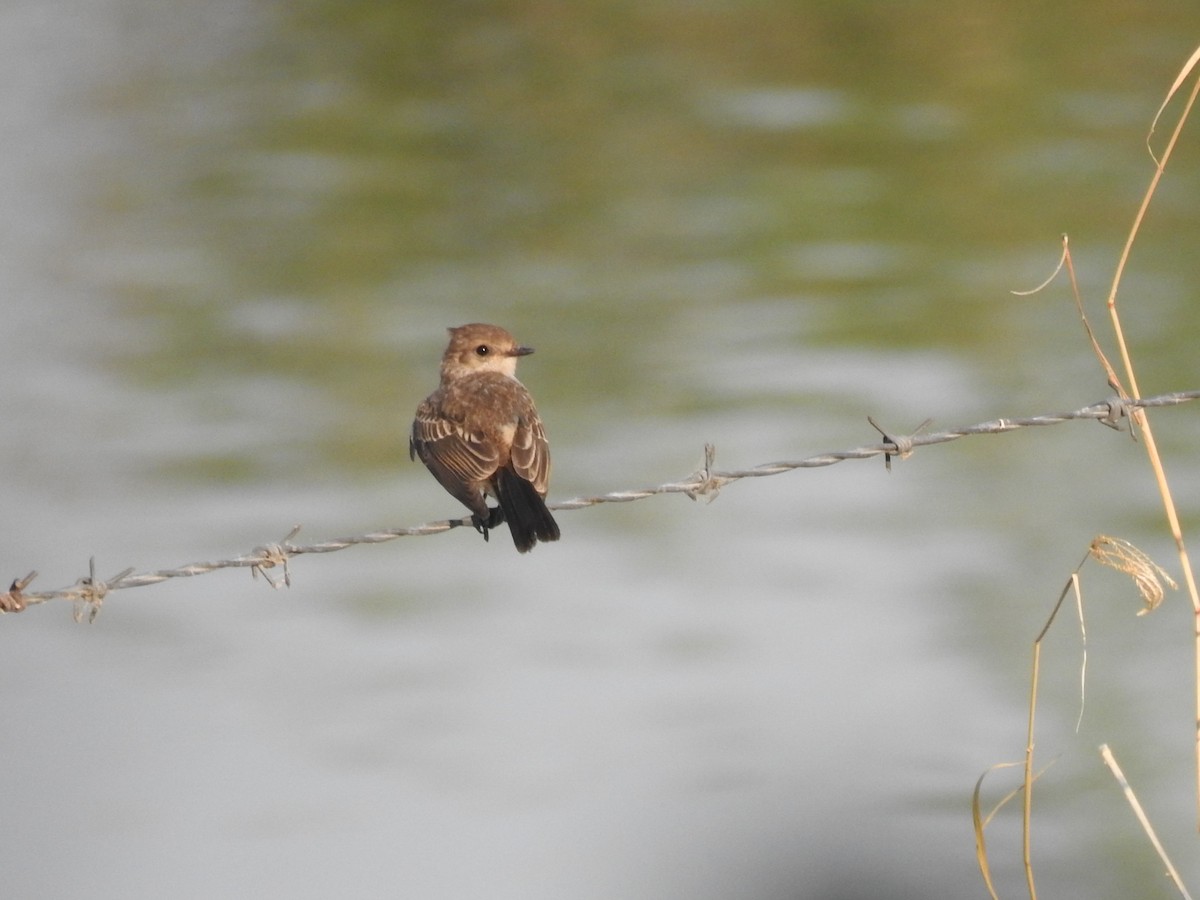 Vermilion Flycatcher - ML619662149