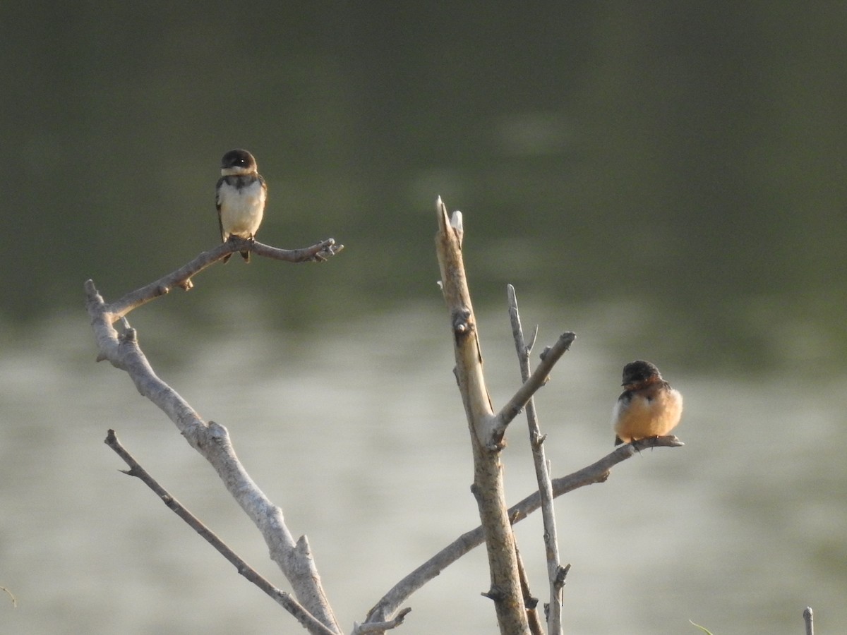 Barn Swallow - ML619662161