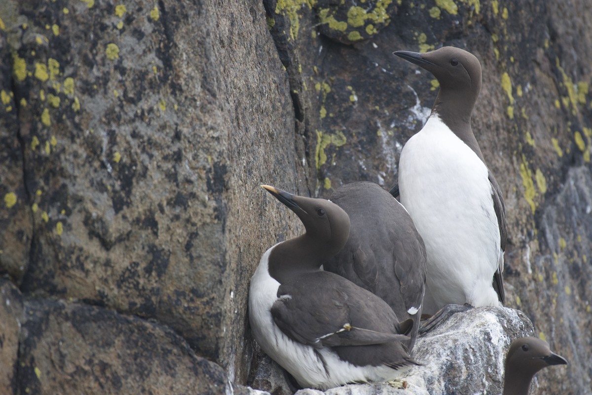 Common Murre - Mark Lewis