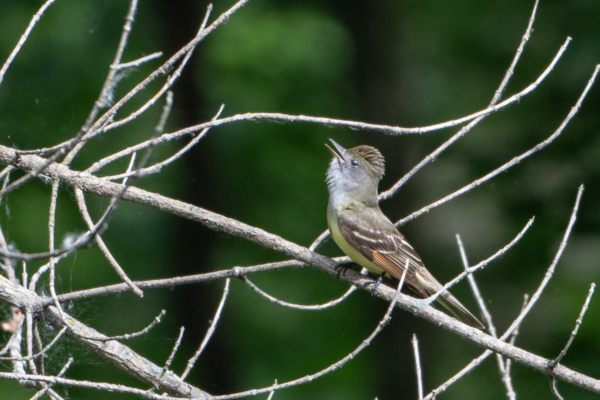 Great Crested Flycatcher - Michael Barath
