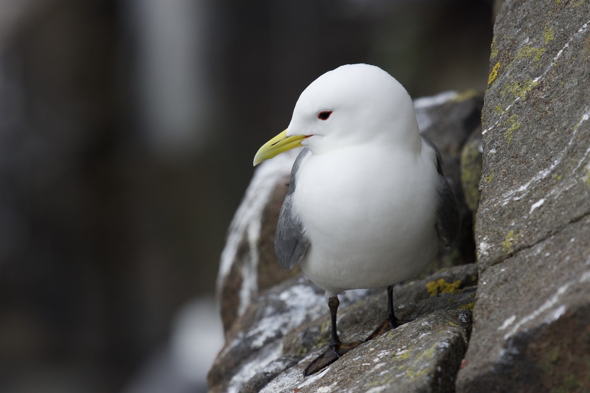 Black-legged Kittiwake - ML619662174